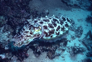 Images Dated 9th December 2004: Broadclub Cuttlefish - This cuttlefish changes colour and shape constantly