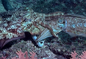 Images Dated 9th December 2004: Broadclub Cuttlefish - Cuttlefish mating. The male is holding the female with his arms Richlieu