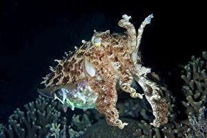 Broadclub Cuttlefish in defensive position on night