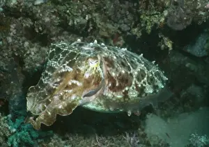 Cuttlefish Prints: Broadclub Cuttlefish - Indo pacific - Great Barrier Reef - Australia