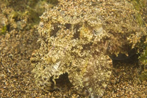 Broadclub Cuttlefish (Sepia latimnus), Dumaguete