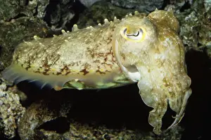 Cuttlefish Prints: Broadclub Cuttlfish Tropical Indo-pacific