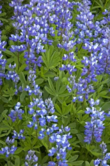 Lupins Prints: Broadleaf Lupin Paradise, Mount Rainier National Park, Washington State, USA PL000478