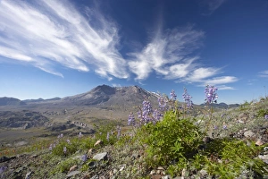 Images Dated 3rd May 2006: Broadleaf Lupine (Lupinis latifolius) growing in the ash from the 1980 eruption with Mount St
