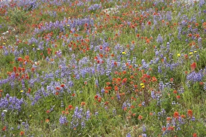 Images Dated 9th August 2006: Broadleaf Lupine (Lupinus latifolius) & Scarlet Paintbrush (Castilleja miniata)