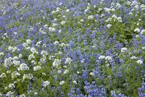 Lupins Prints: Broadleaf Lupine and Sitka Valerian (Valeriana sichensis) Mount Rainier National Park Washington State