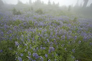 Lupins Prints: Broadleaf Lupine in Subalpine Meadow