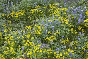 Lupins Prints: Broadleaf Lupine & Yellow Flowers, Mount Rainier NP Washington State, USA PL000427