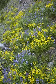 Lupins Prints: Broadleaf Lupine & Yellow Flowers Mount Rainier NP Washington State, USA PL000428