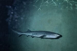 Broadnose Sevengill Shark - Not usually sighted by divers
