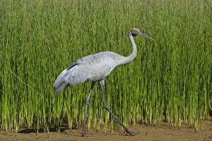 Images Dated 10th May 2007: Brolga Common across northern and eastern Australia where it inhabits open country and wetlands