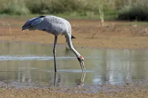 Brolga Common across northern and eastern Australia where it inhabits open country and wetlands. At Mt Barnett water treatment plant, Kimberley, Western Australia