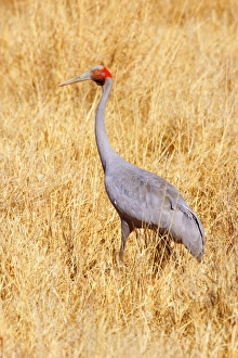 Images Dated 11th July 2008: Brolga Crane - adult Brolga in dried-up grassland foraging - Western Australia, Australia