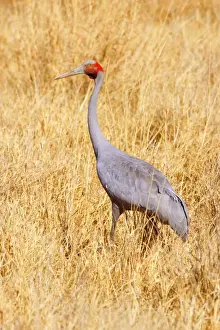 Brolga Crane - adult Brolga in dried-up grassland foraging - Western Australia, Australia