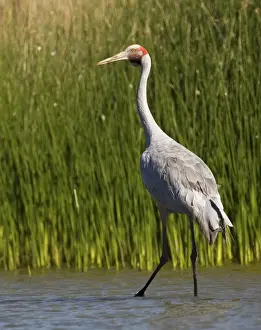 Brolga Crane Common across the north and northeast of Australia in wetlands, freshwater swamps, irrigated pastures, floodplains and billabongs. At Mt Barnett sewage ponds, Gibb River Road, Kimberley, Western Australia