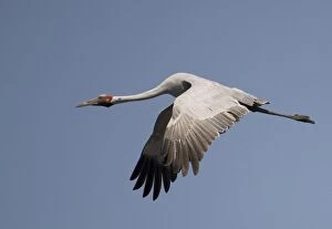Images Dated 24th January 2007: Brolga in flight Found throughout north and northeastern Australia in both flooded