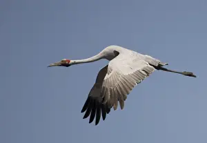 Brolga in flight Found throughout north and northeastern Australia in both flooded and dry grasslands, edges of billabongs, lagoons and irrigated pastures. Flying above Munkayarra claypan near Derby, Western Australia