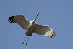 Brolga in flight Found throughout north and northeastern Australia in both flooded and dry grasslands, edges of billabongs, lagoons and irrigated pastures. Flying above Munkayarra claypan near Derby, Western Australia