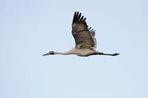 Images Dated 25th July 2009: Brolga - in flight - official bird emblem of the state of Queensland - Australia