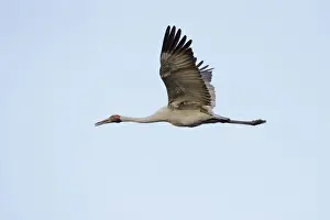 Brolga - in flight - official bird emblem of the state of Queensland - Australia