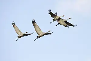 Flocks Prints: Brolga - flock in flight - official bird emblem of the state of Queensland - Australia