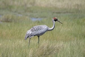 Images Dated 24th October 2003: Brolga Near Lawn Hill National Park, Queensland, Australia