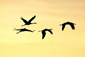Brolgas Gallery: Brolga - silhouette of flock in flight - official bird emblem of the state of Queensland