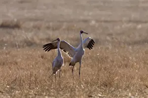 Crane Prints: Brolga - with wings spread open - official bird emblem of the state of Queensland - Queenland - Australia