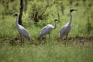 Brolga Prints: Brolgas - A family party. Near Gibb River Road, Kimberley, Western Australia