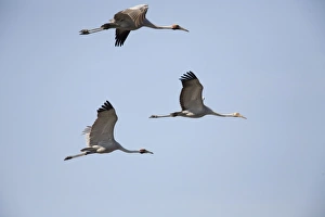 Images Dated 9th September 2006: Brolgas in flight Found throughout north and northeastern Australia in both flooded