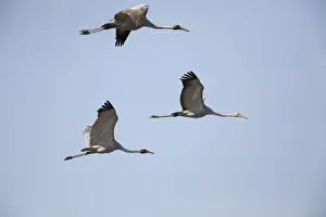 Brolga Prints: Brolgas in flight Found throughout north and northeastern Australia in both flooded and dry grasslands