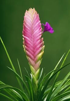 Bromeliad Gallery: BROMELIAD - close-up of flower
