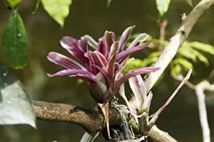 Bromeliad Prints: Bromeliad - in park. Nice - France