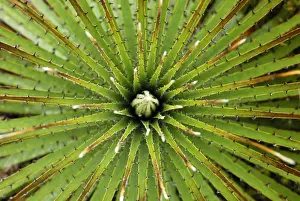 Colombia Prints: Bromeliad - PuracE Nationalpark - Departamento Cauca - Colombia