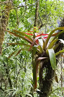 Bromeliad Prints: Bromeliad. San Isidro Rainforest - Venezuela