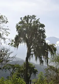 Bromeliad Prints: Bromeliad - Spanish moss on tree. Venzuela