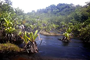 Bromeliad Prints: bromeliad species - growing in water. Venezuela
