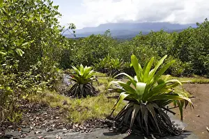 Bromeliad species. Venezuela