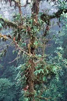 Bromeliad Prints: Bromeliads DAD 1225 Cloud Forest - Costa Rica © David Dixon ARDEA LONDON