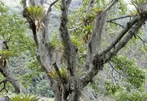 Bromeliads - Tillandsia fendleri and osneides (looks like a beard)