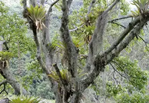 Bromeliads - Tillandsia fendleri and osneides (looks like a beard) Merida area, Andes, Venezuela Fam: Bromeliacee