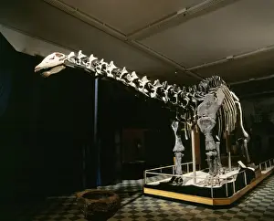 Reconstructions Prints: BRONTOSAURUS - Jurassic Display at Geological Museum, University of Wyoming, Laramie, USA
