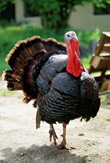 Wattle Collection: Bronze Coloured Domestic Turkey
