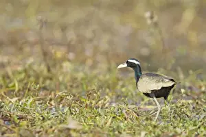 Jacanas Prints: Bronze-Winged Jacana - Keoladeo Ghana National Park - Bharatpur - Rajasthan - India BI018086