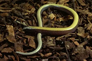 Bronzeback snake-lizard - legless lizard; swims through leaf litter and sand; vulnerable species