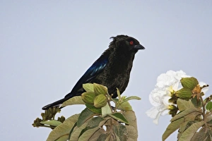 Images Dated 2nd April 2008: Bronzed Cowbird - male. South Texas