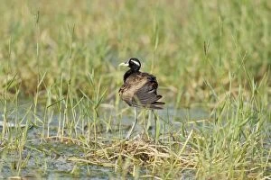 Images Dated 28th August 2008: Bronzewinged Jacana at nest