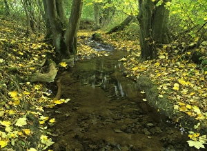 Images Dated 26th February 2008: brook in autumn - with colourful maple leaves fallen along the riversides