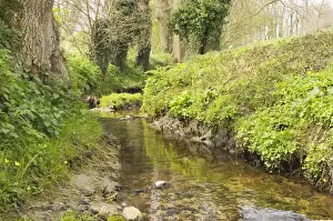 Brook Bloemenbeek - In spring - The Netherlands, Overijssel, Twente, De Lutte