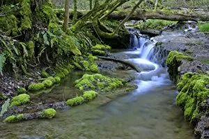 brook in forest - river bed in primeval forest with moss covered sinter deposits, trees and roots